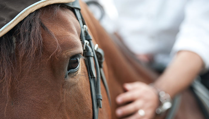 Horseback Riding Prineville Oregon